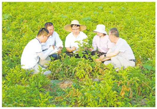 □記者王瑛琪報道 6月26日，農(nóng)業(yè)專家對希森集團耐鹽堿馬鈴薯新品系進行測產(chǎn)前的數(shù)據(jù)收集。