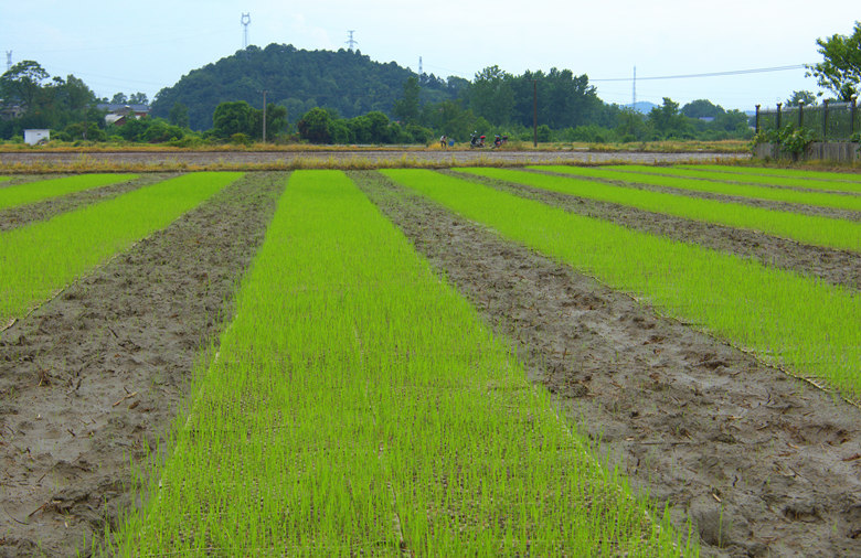 育苗基地里，水稻苗长势正好。人民网记者 刘宾摄