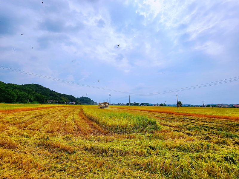 稻田如畫。彭建家攝