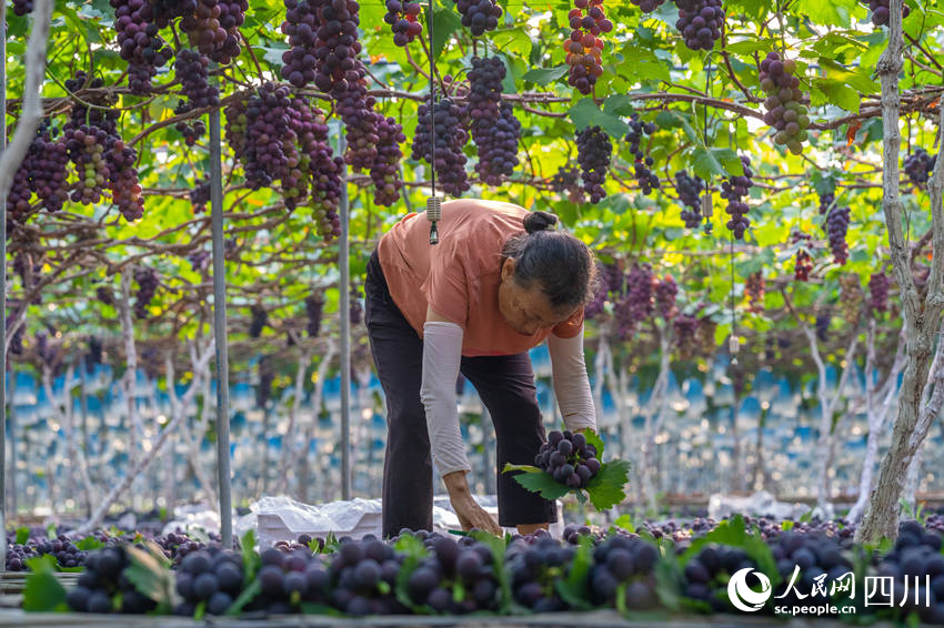 7月18日，在四川省眉山市彭山区公义镇果怡农业科技有限责任公司葡萄园里，果农正在采摘葡萄。翁光建摄