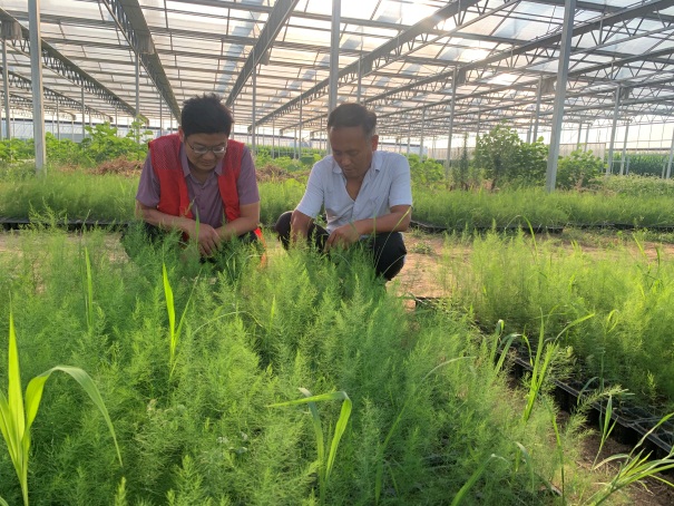 E:\科技特派員工作相關\2023年度河南省果蔬產業(yè)服務團服務工作（2023年1月1日開始）\20230715-16睢縣現(xiàn)代農業(yè)產業(yè)園蘆筍優(yōu)質品種引進\篩選\微信圖片_20230717162441.jpg