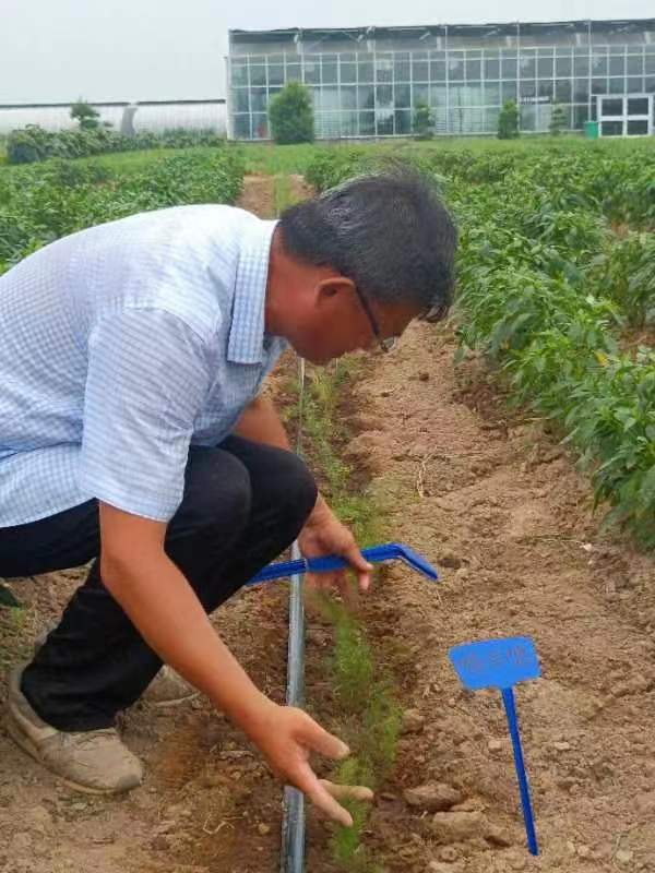 E:\科技特派員工作相關\2023年度河南省果蔬產業(yè)服務團服務工作（2023年1月1日開始）\20230715-16睢縣現(xiàn)代農業(yè)產業(yè)園蘆筍優(yōu)質品種引進\篩選\2.jpg