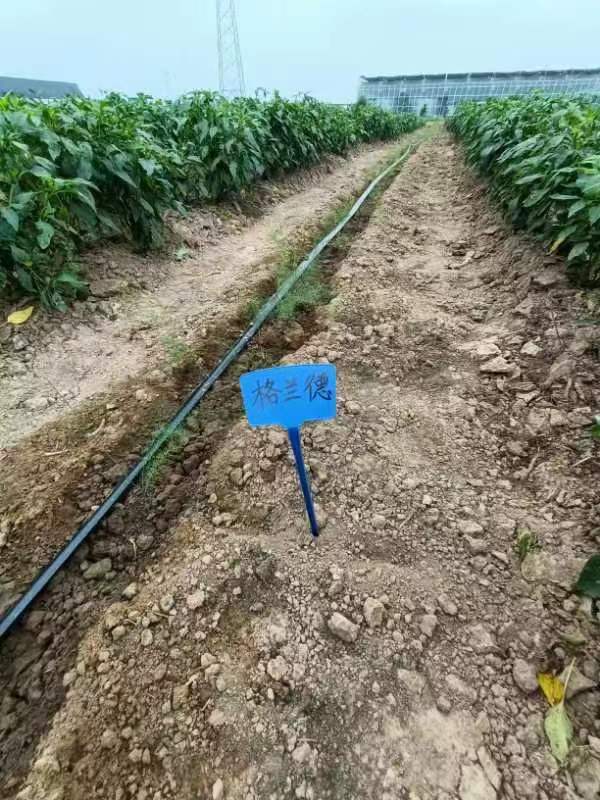 E:\科技特派員工作相關\2023年度河南省果蔬產業(yè)服務團服務工作（2023年1月1日開始）\20230715-16睢縣現(xiàn)代農業(yè)產業(yè)園蘆筍優(yōu)質品種引進\篩選\1.jpg