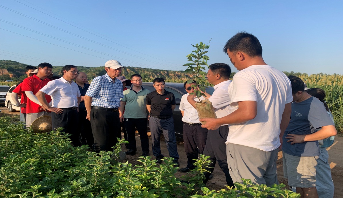 E:\科技特派員工作相關(guān)\2023年度河南省果蔬產(chǎn)業(yè)服務(wù)團(tuán)服務(wù)工作（2023年1月1日開始）\20230722-23服務(wù)團(tuán)陪孫武學(xué)校長考察洛寧蘋果產(chǎn)業(yè)\篩選\再篩選\IMG_9795.JPG
