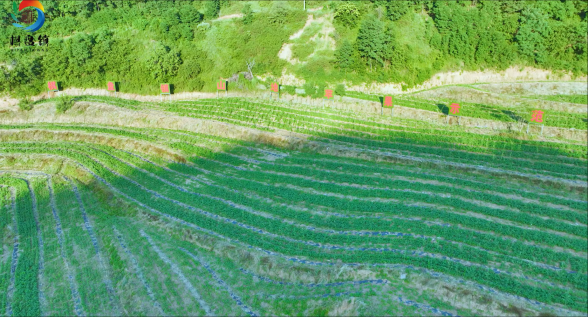 集體經(jīng)濟(jì)