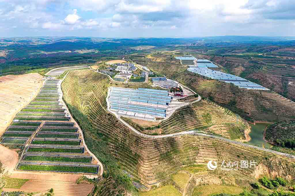 8月5日，山西省忻州市河曲縣土溝鄉(xiāng)榆嶺窊村依山勢而建的日光暖棚里，有機西瓜、西紅柿、葡萄等蔬果長勢正旺。人民網(wǎng) 盧鵬宇攝