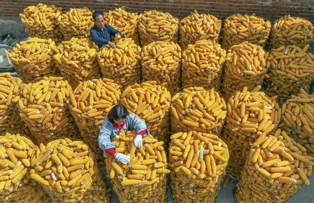 10月6日，河北省遵化市刘备寨乡农民在整理玉米（无人机照片）。新华社发（刘满仓摄）