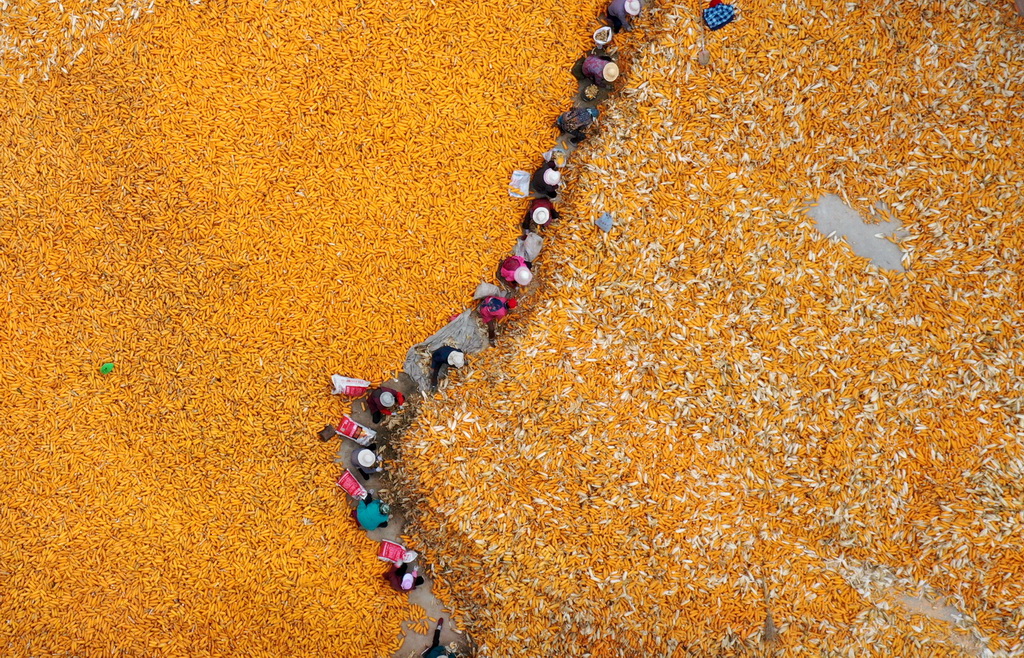 10月6日，在河北省石家庄市栾城区赵家庄村，农民将收获的玉米剥皮（无人机照片）。新华社发（李明发摄）
