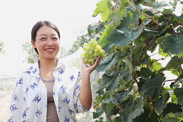 許家崖村葡萄香甜誘人 田苗攝.jpg