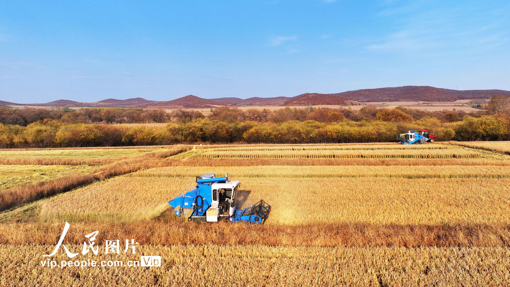2023年10月25日，农机手驾驶联合收割机在内蒙古自治区呼伦贝尔农垦扎兰屯农牧场田间收割水稻。