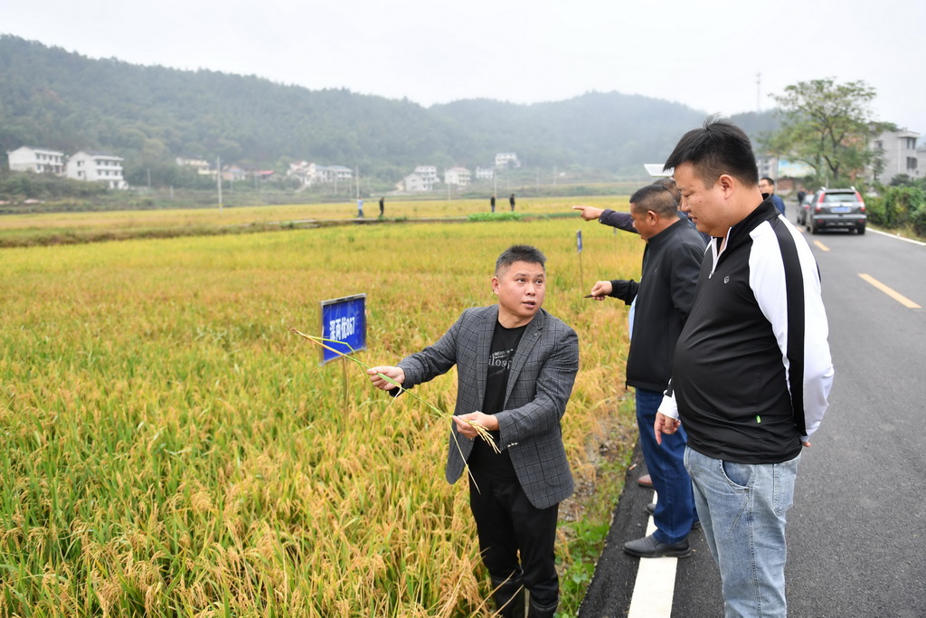 10月28日，在婁底市雙峰縣石牛鄉(xiāng)上茶村，種糧大戶們觀摩不同品種的再生稻。新華社記者 陳振海 攝