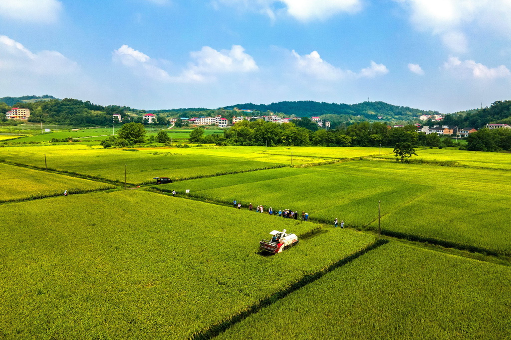 8月10日，在位于婁底市雙峰縣印塘鄉(xiāng)鹽井灣村的“稻再油”示范片，農機手駕駛收割機收割頭季稻谷（無人機照片）。新華社發(fā)（李建新攝）