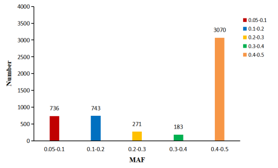 MAF分布