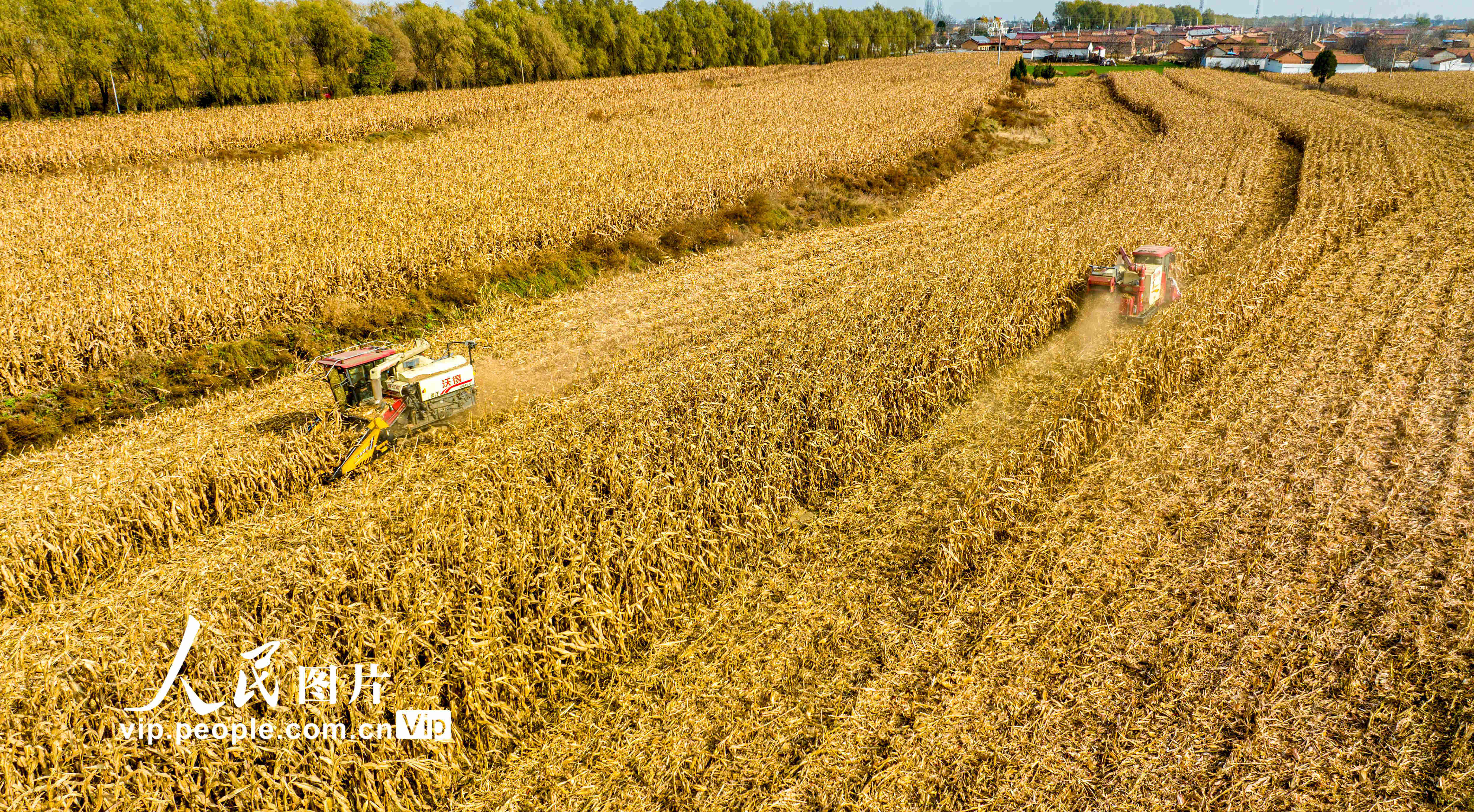 2023年11月11日，农民正驾驶着收割机在甘肃省平凉市崇信县柏树镇的田间地头抢收玉米。