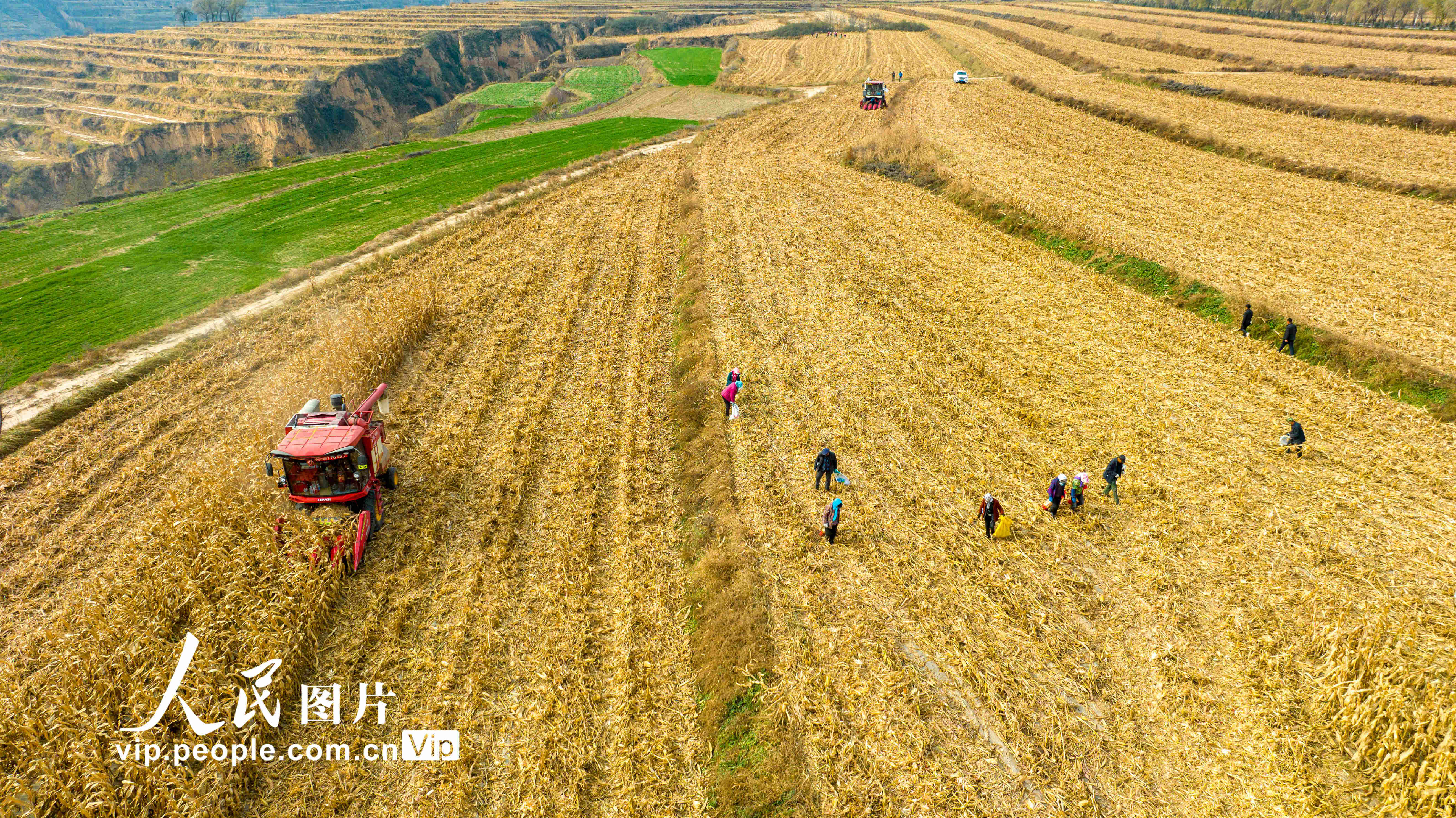 2023年11月11日，农民正驾驶着收割机在甘肃省平凉市崇信县柏树镇的田间地头抢收玉米。