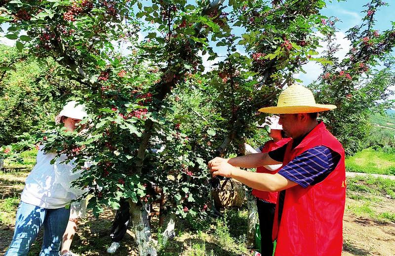 黨員志愿服務(wù)隊(duì)幫助群眾搶收花椒（資料圖）