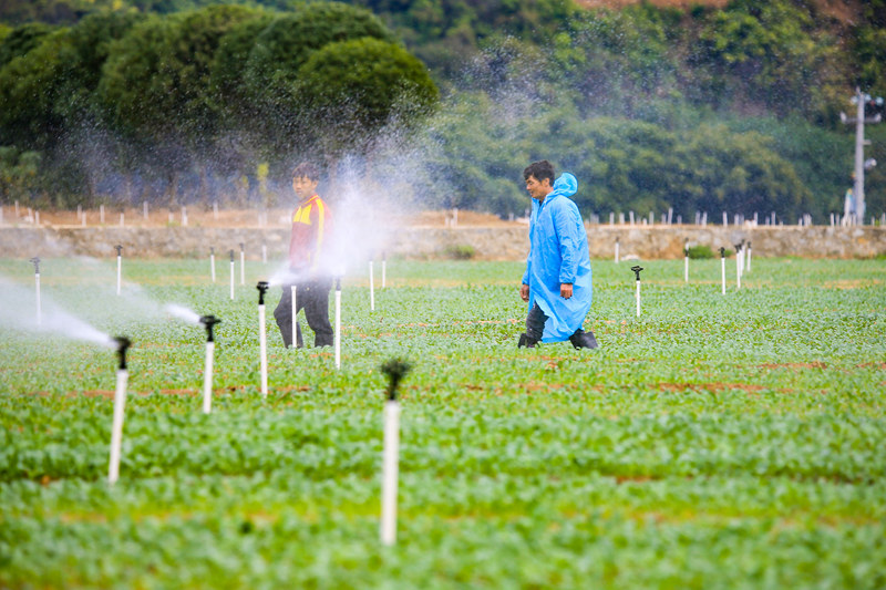 种植户在田间查看全自动的浇灌系统。韦雨函摄