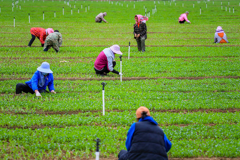 菜農(nóng)在地里選苗。韋雨函攝