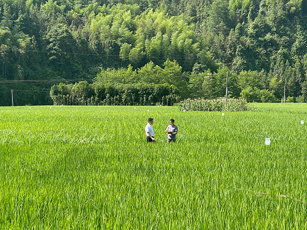 人民網(wǎng)記者在湖南省保靖縣采訪糧食種植情況。人民網(wǎng) 歐陽(yáng)易佳攝