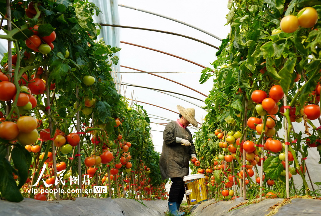 2024年2月19日，在浙江省乐清市石帆街道大林村的一处西红柿种植基地，农民在采摘西红柿。蔡宽元摄（人民图片网）