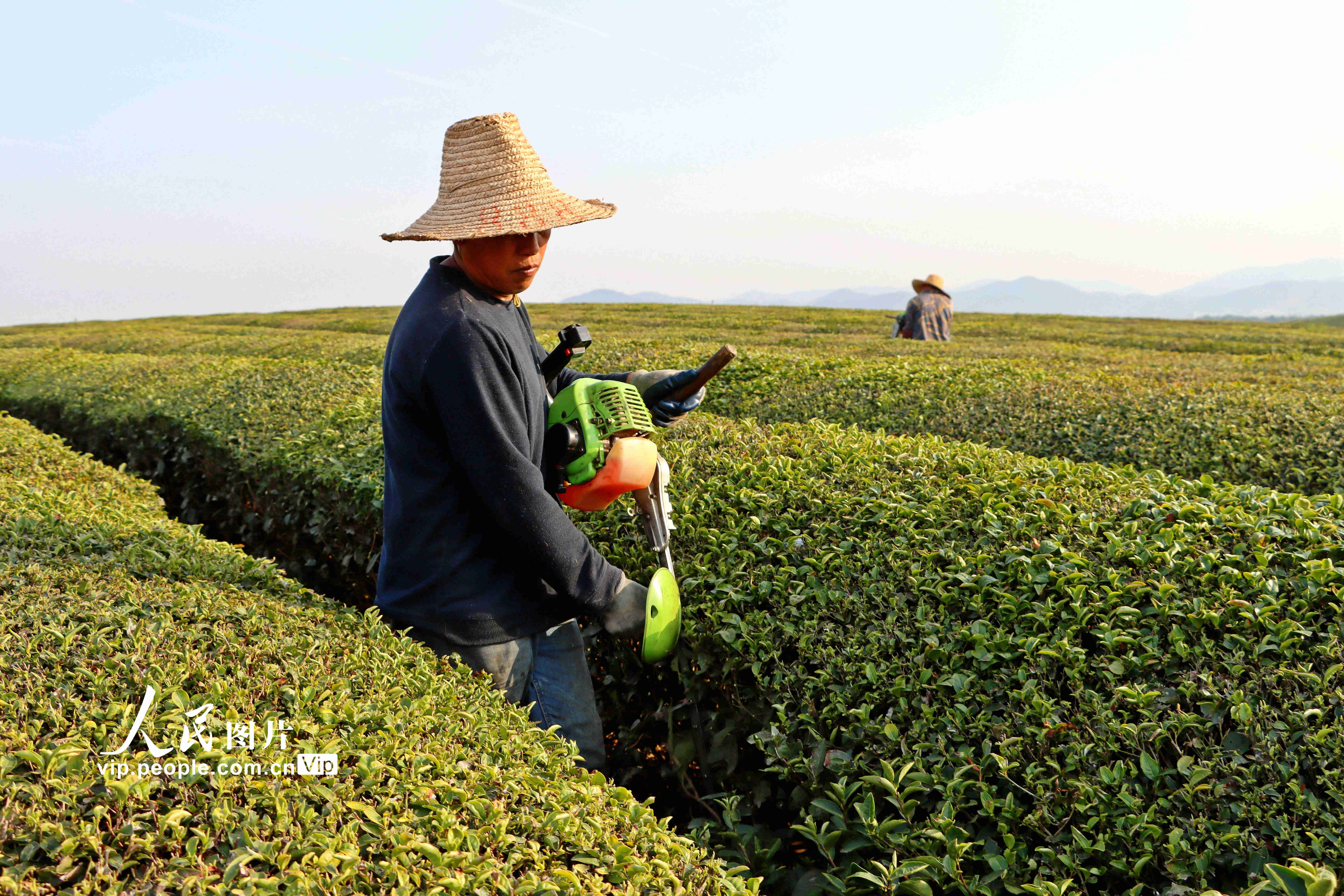 茶农们穿梭在千亩生态茶园里，开展施肥、整枝等春季管护工作。