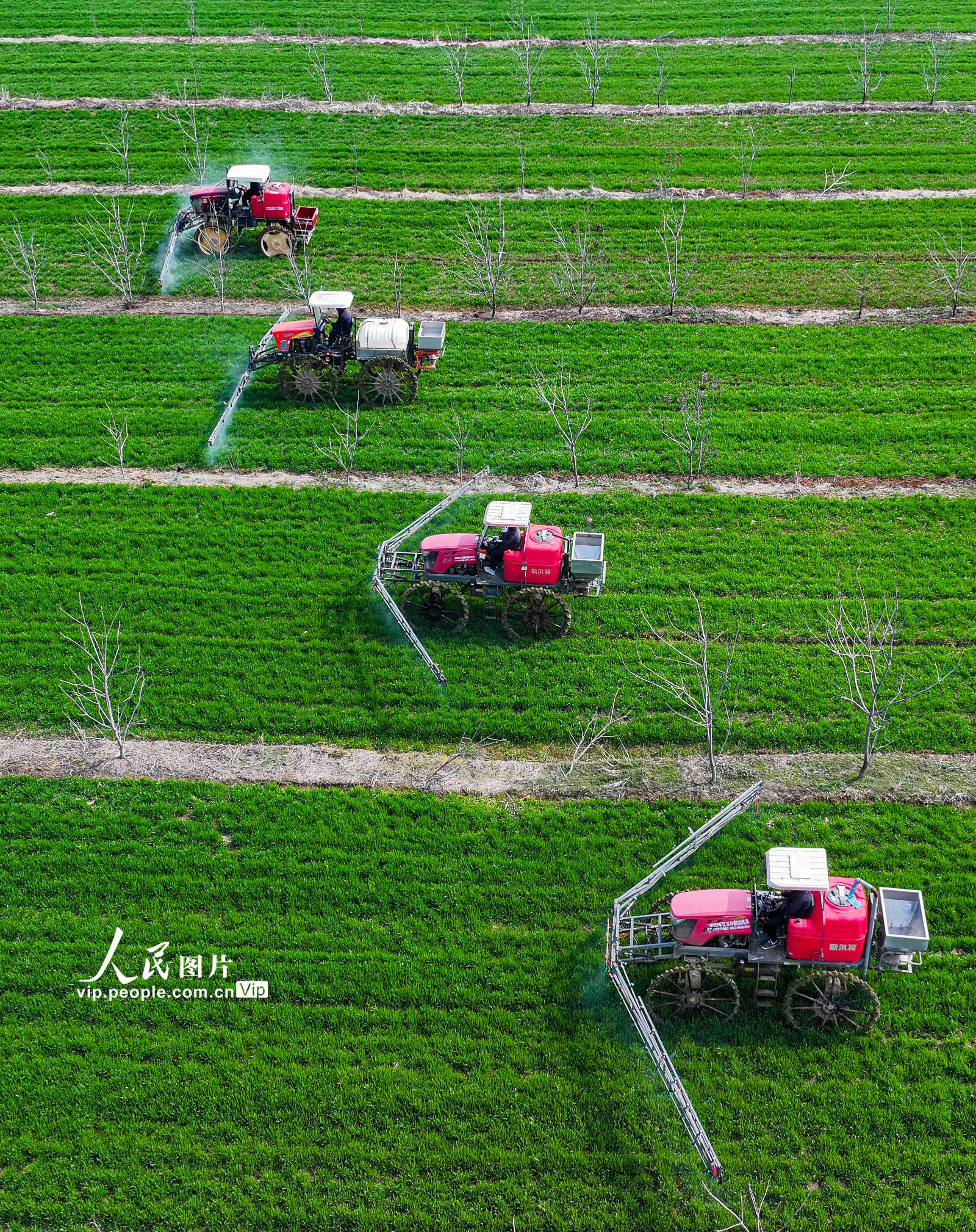 2024年3月11日，在江苏省宿迁市泗洪县魏营镇王拐村一家庭农场，抓住天气晴好有利时机，开展小麦田间化除。