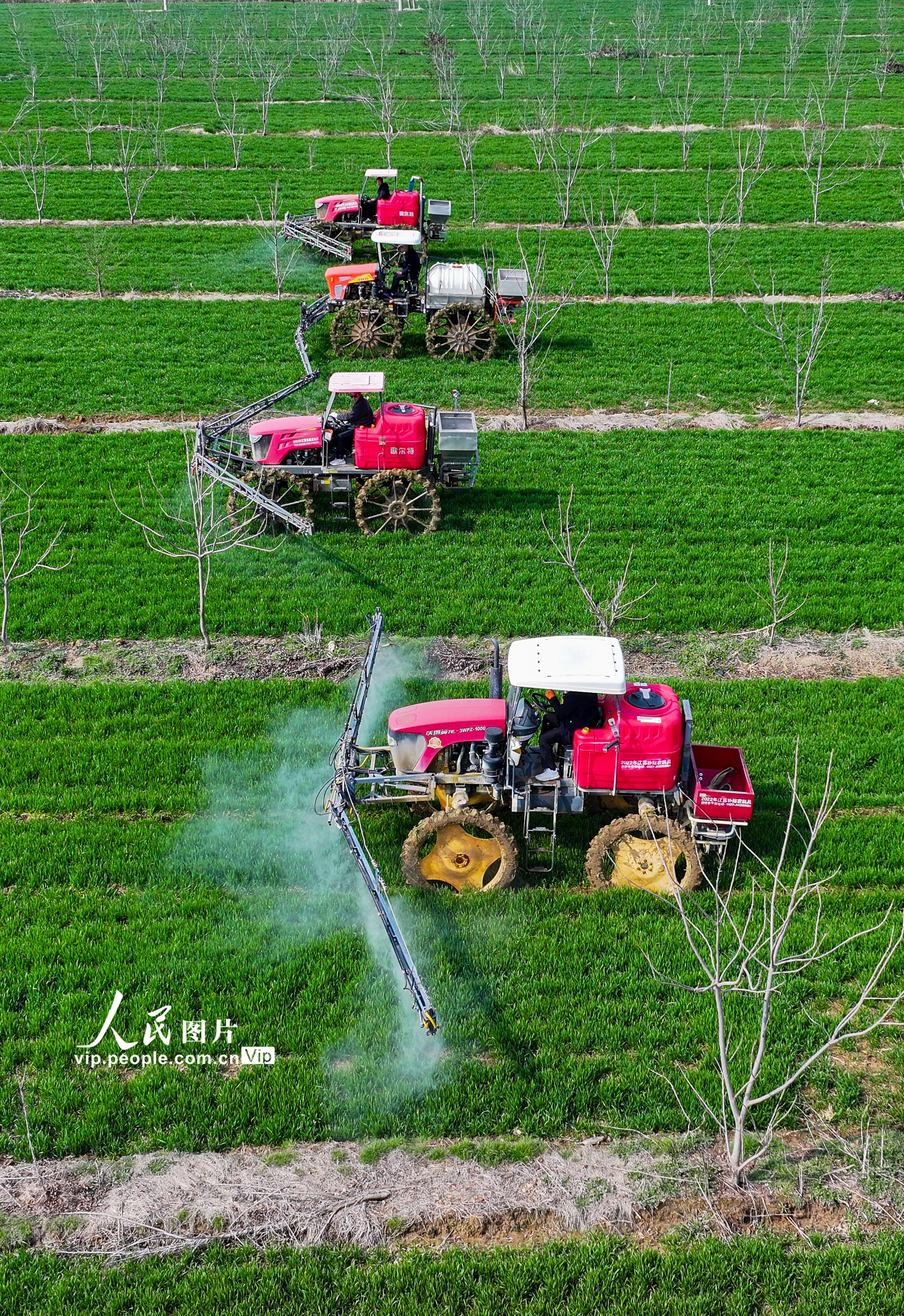 2024年3月11日，在江苏省宿迁市泗洪县魏营镇王拐村一家庭农场，抓住天气晴好有利时机，开展小麦田间化除。