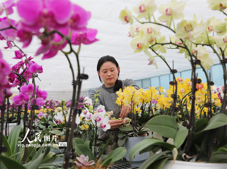 4月5日，江蘇省宿遷市沭陽(yáng)縣耿圩鎮(zhèn)蝴蝶蘭基地的員工對(duì)線上銷售的蝴蝶蘭進(jìn)行挑選、組盆、包裝，準(zhǔn)備發(fā)給訂購(gòu)的客戶。