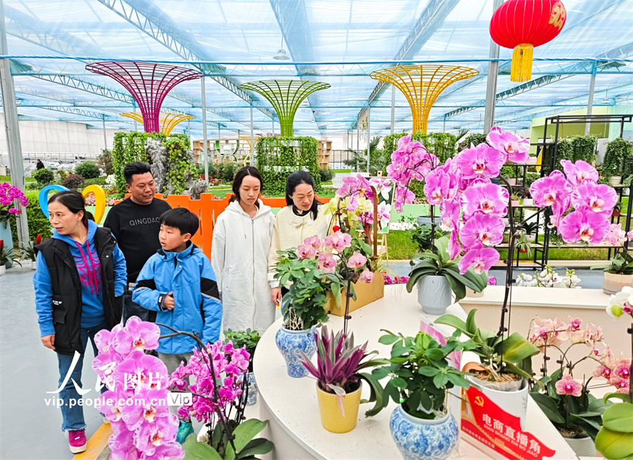 4月5日，游客在江蘇省宿遷市沭陽縣耿圩鎮(zhèn)蝴蝶蘭基地觀賞和挑選蝴蝶蘭。