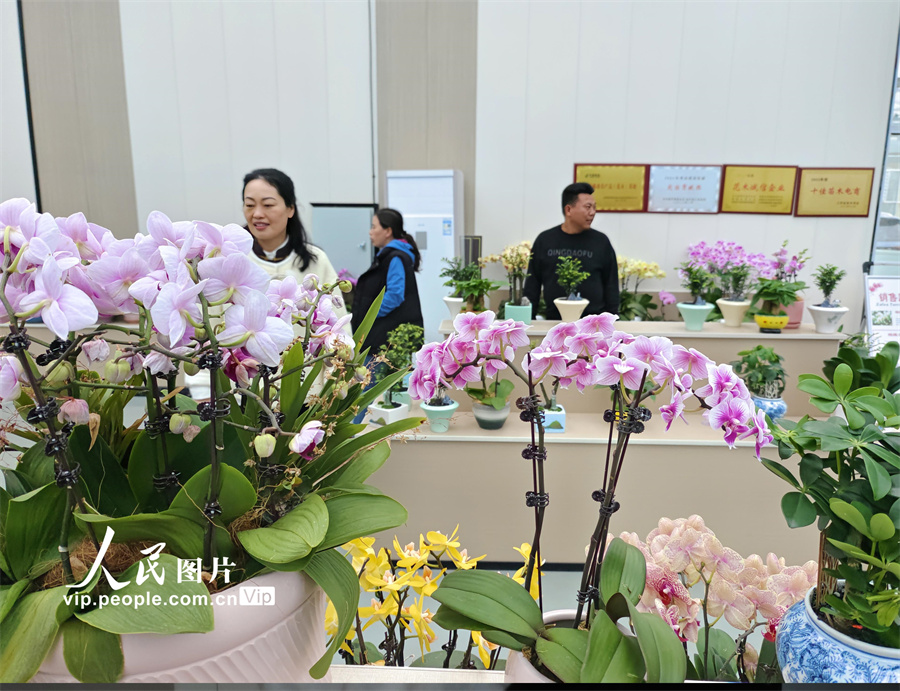 4月5日，游客在江苏省宿迁市沭阳县耿圩镇蝴蝶兰基地观赏和挑选蝴蝶兰。