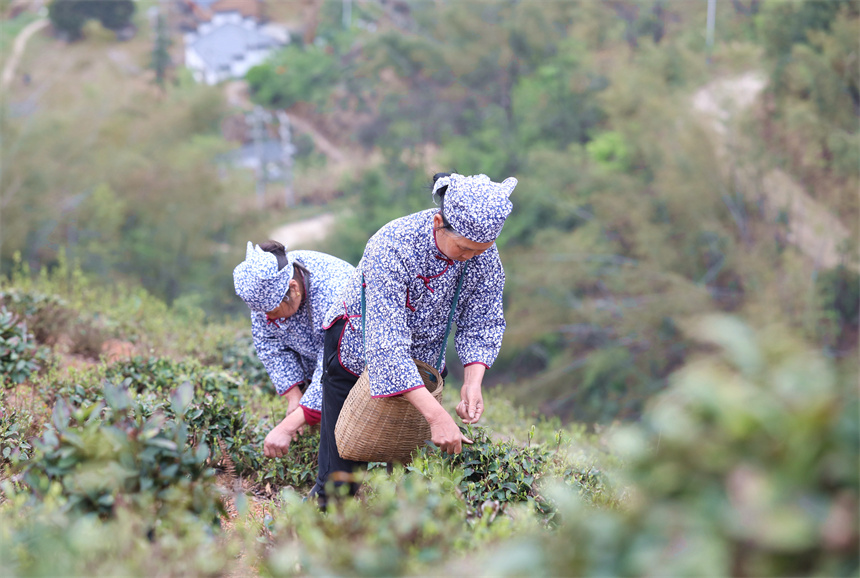 茶农在彭泽县雷峰尖茶园采摘春茶。彭琴摄