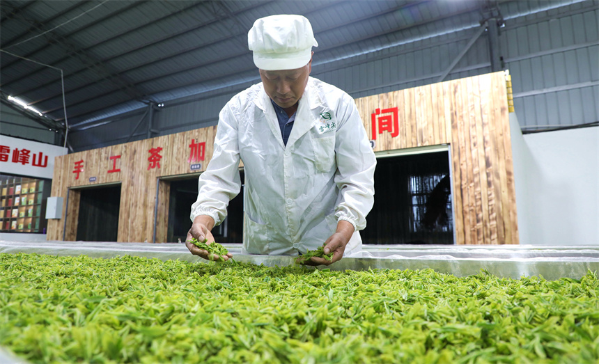 在彭泽县雷峰山茶加工厂，茶农、茶企抓紧翻晒、加工春茶，供应市场。彭琴摄