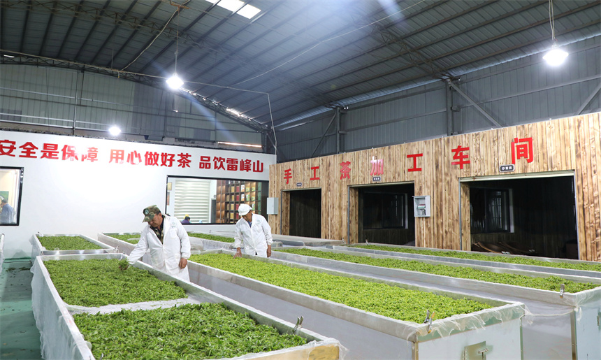 在彭泽县雷峰山茶加工厂，茶农、茶企抓紧翻晒、加工春茶，供应市场。彭琴摄