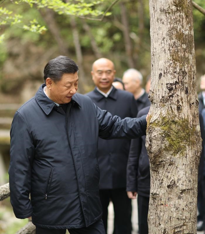 2020年4月20日，中共中央總書記、國(guó)家主席、中央軍委主席習(xí)近平在陜西考察調(diào)研。這是習(xí)近平在位于商洛市柞水縣的秦嶺牛背梁國(guó)家級(jí)自然保護(hù)區(qū)，考察秦嶺生態(tài)保護(hù)情況。 新華社記者 鞠鵬 攝