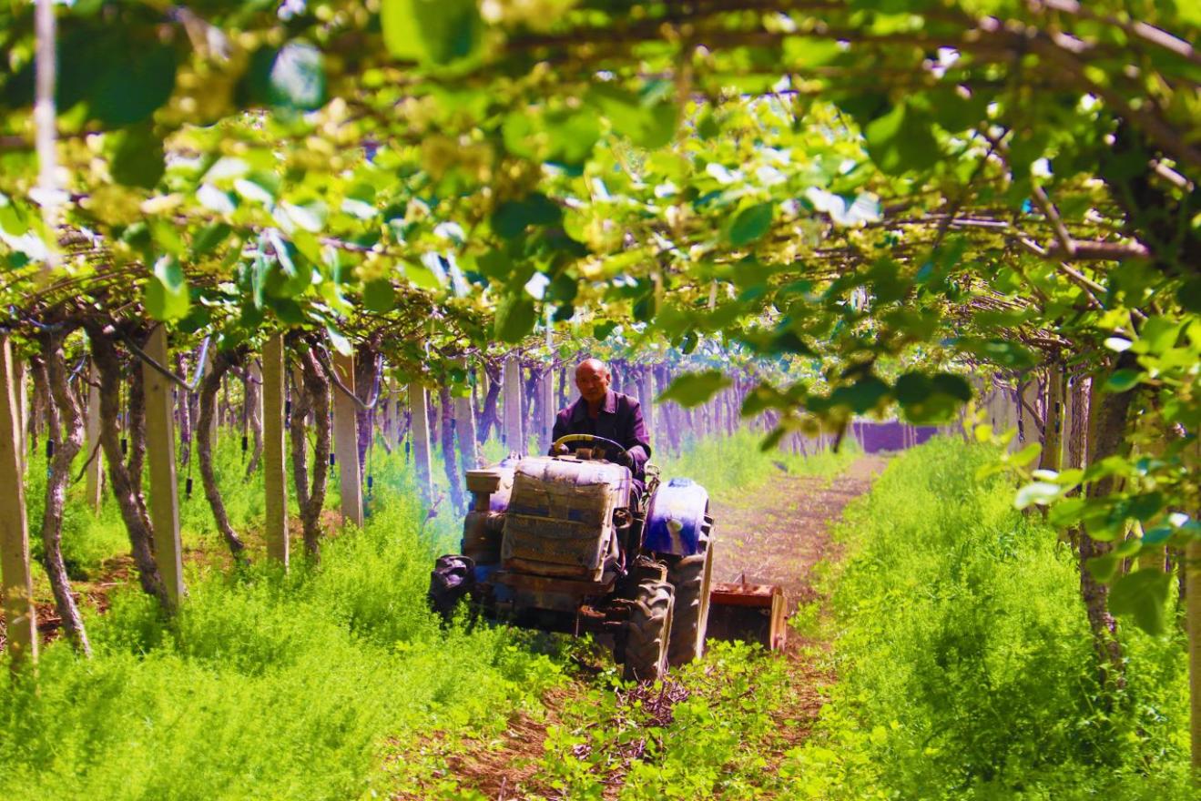 河南西峡：农民70%收入来自猕猴桃产业
