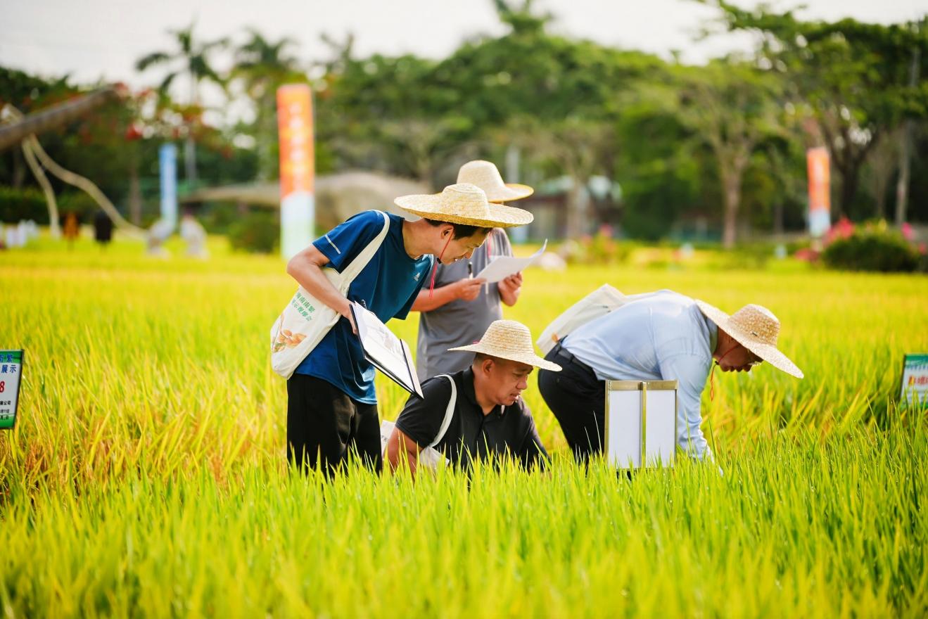 海南360个南繁水稻品种“田间竞赛”