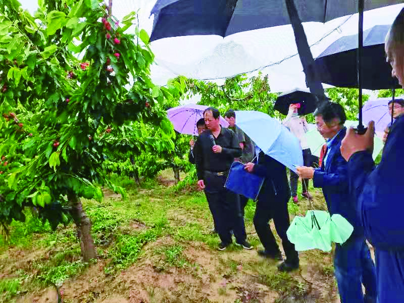 張東（左一）組織種植戶現(xiàn)場培訓(xùn)大田櫻桃種植和管理技術(shù)