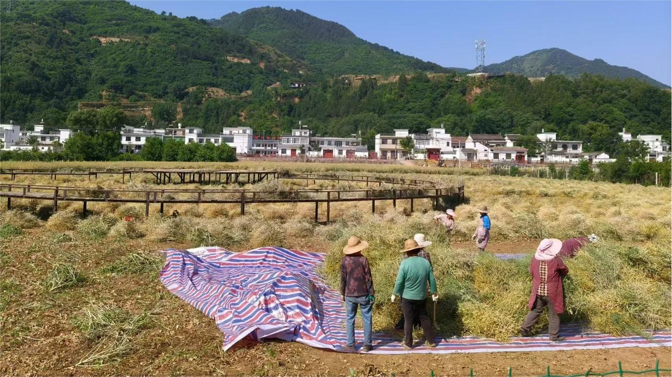 丰收油菜舞金波  田间收割乐不疲