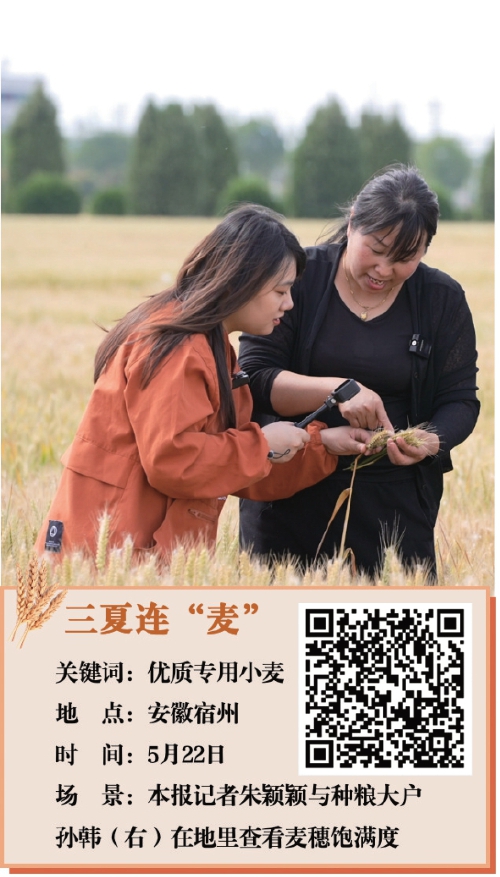 按图索麦　订单“皖”里来