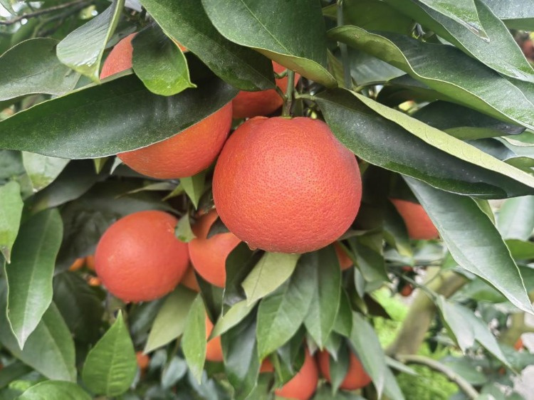 重庆发布全球首个高糖血橙高质量基因组