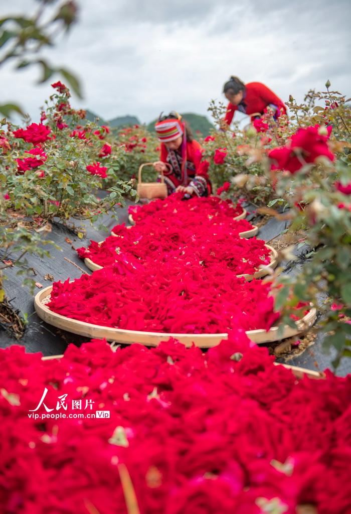 6月15日，丘北縣花農(nóng)在種植基地采摘玫瑰。