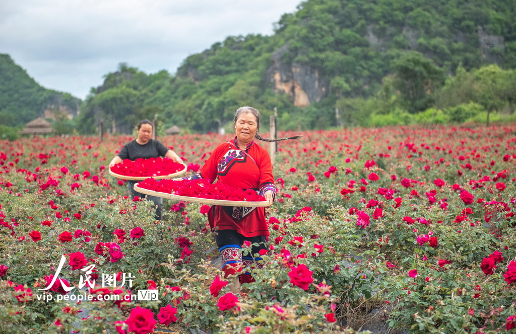 6月15日，丘北縣花農(nóng)在種植基地采摘玫瑰。