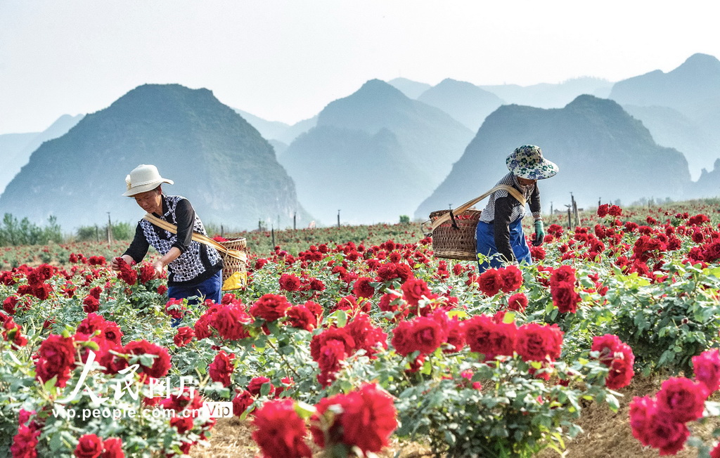 6月15日，丘北縣花農(nóng)在種植基地采摘玫瑰。