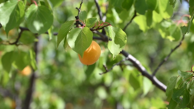 陜西神木：發(fā)展林果產(chǎn)業(yè) 激活致富“密碼”