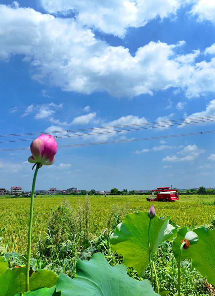 7月8日，在湖南省衡陽市衡陽縣臺源鎮(zhèn)臺九村，農(nóng)民駕駛農(nóng)機(jī)收割早稻（無人機(jī)照片）。新華社發(fā)（曹正平攝）