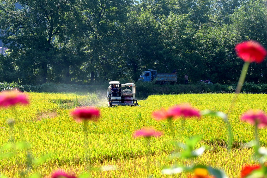 7月8日，在湖南省婁底市雙峰縣井字鎮(zhèn)花橋村，農(nóng)民駕駛農(nóng)機(jī)收割早稻。新華社發(fā)（李建新 攝）