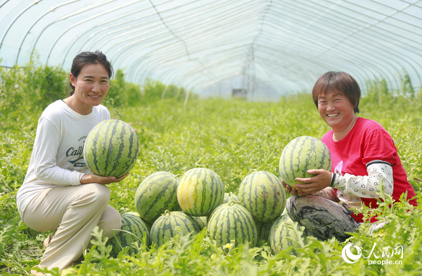 西瓜喜獲豐收。人民網(wǎng) 霍亞平攝