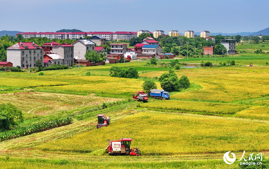 撫州市東鄉(xiāng)區(qū)珀玕鄉(xiāng)蓮塘村，大型收割機(jī)在田間來(lái)回收割作業(yè)，將成熟的早稻歸倉(cāng)入庫(kù)。人民網(wǎng) 朱海鵬攝