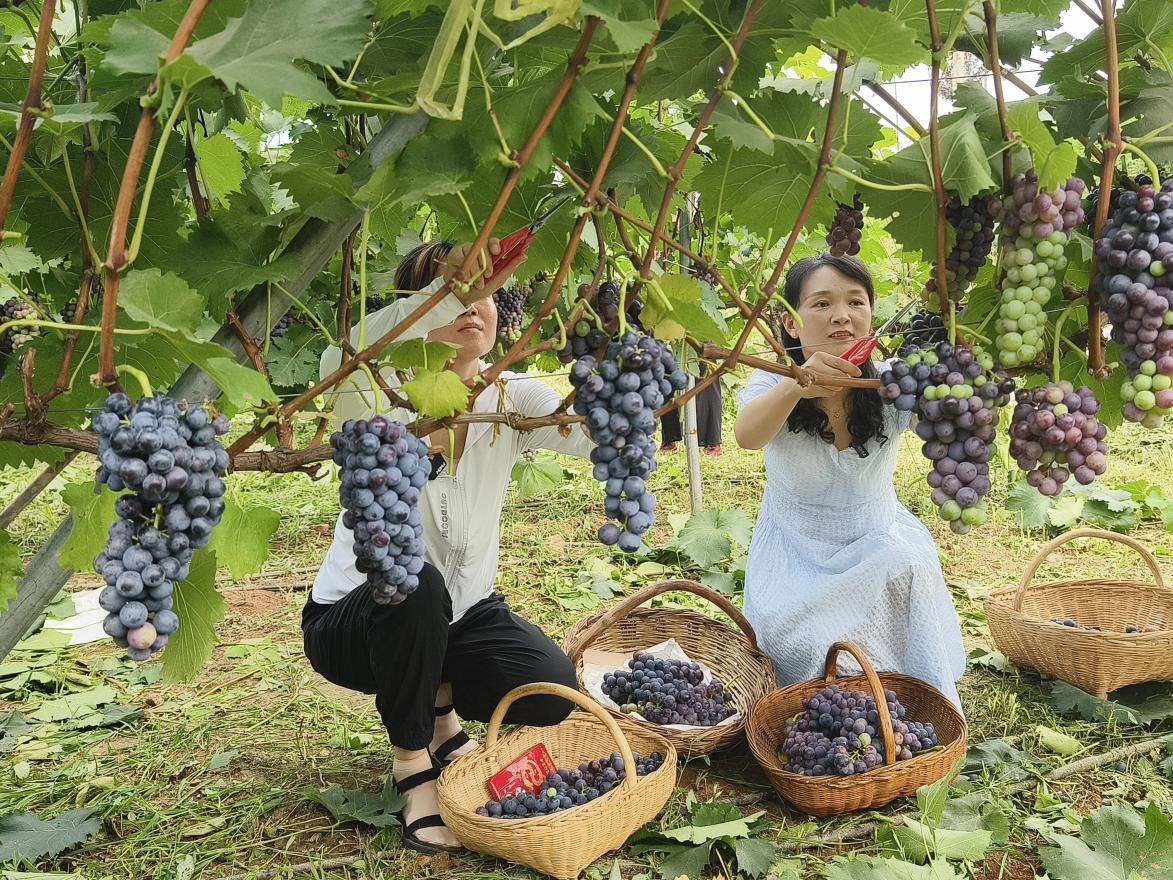 “小葡萄”成为助农增收致富“大产业”
