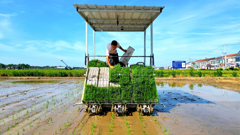 戴宏在無(wú)人駕駛的插秧機(jī)上作業(yè)。常德日?qǐng)?bào)社 王明睿 攝